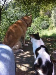 Cane e gatto!!